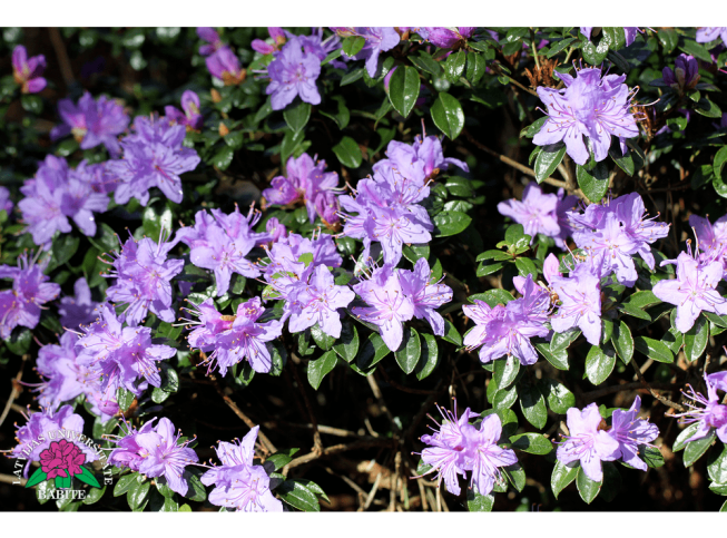 Rhododendron russatum